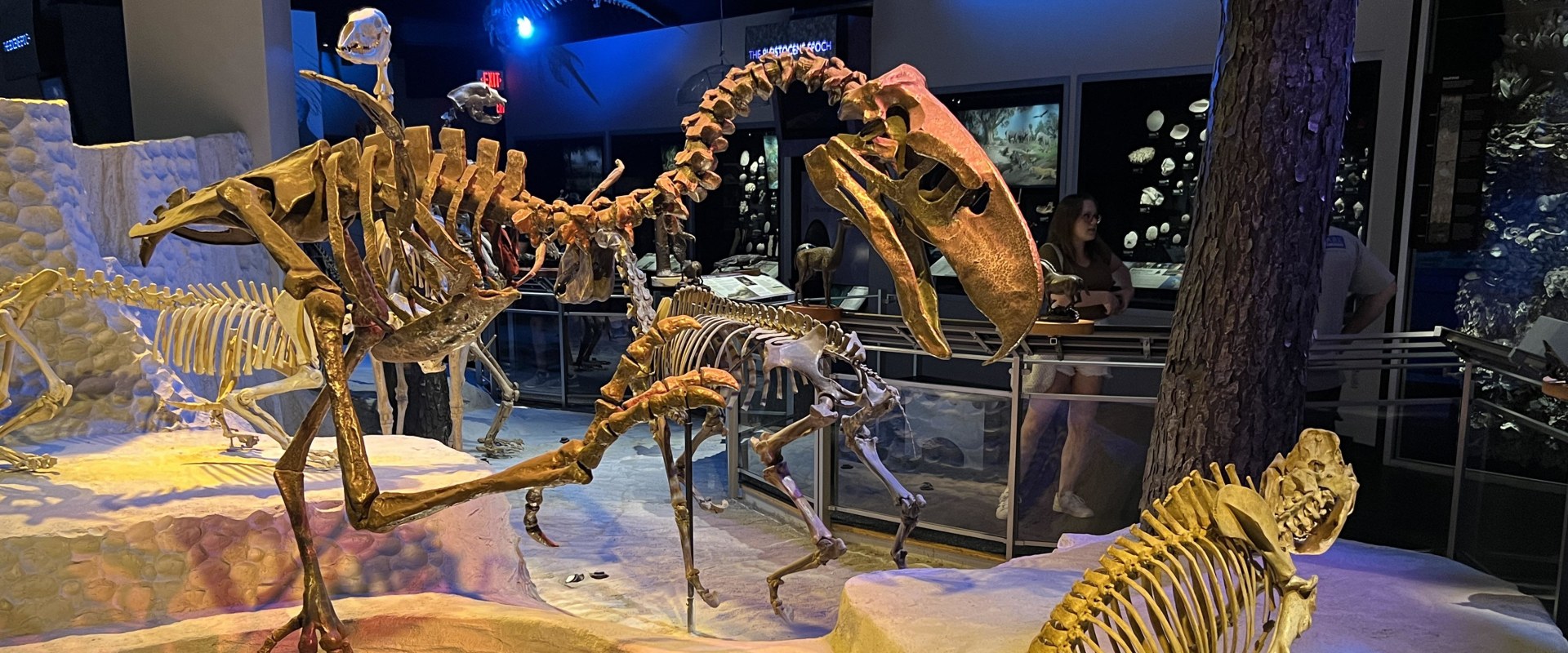 Exploring the Natural Wonders of Pinellas County, Florida