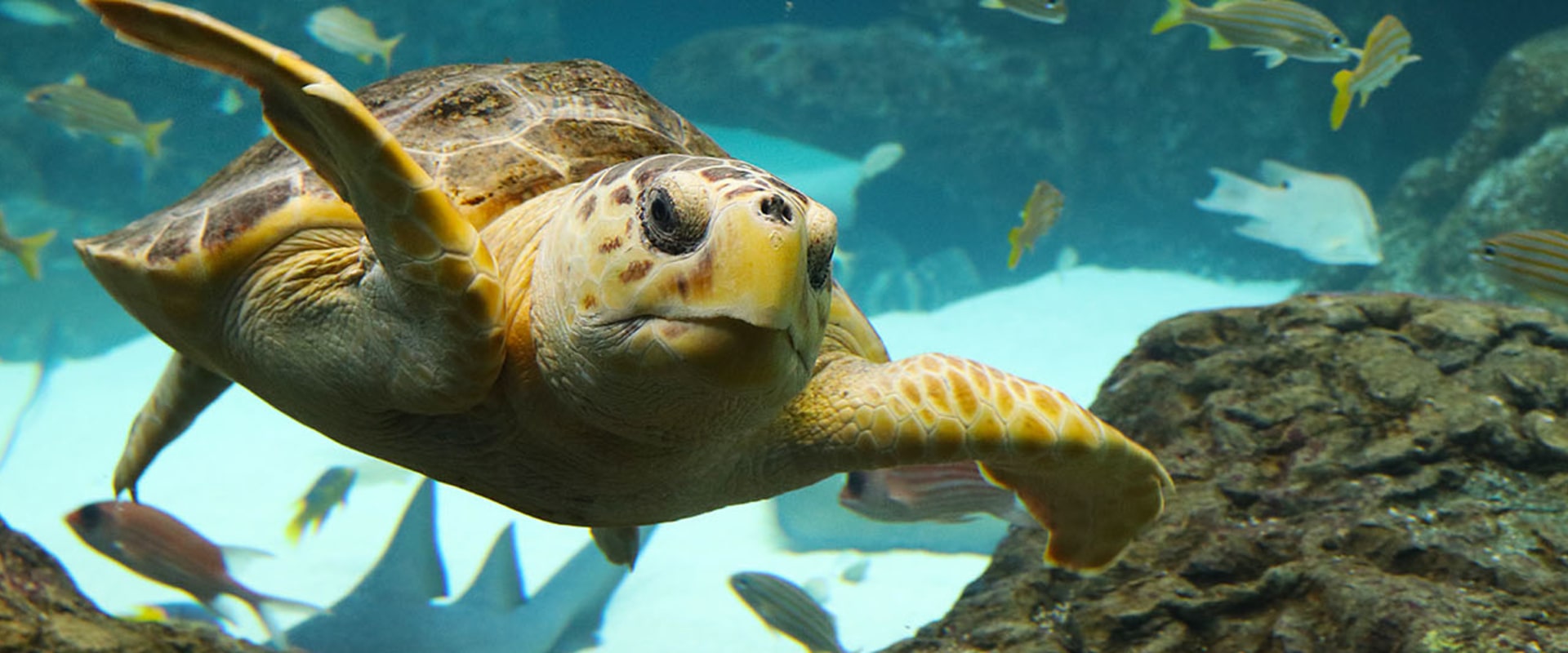 Discovering the Wonders of Marine Life in Pinellas County, Florida