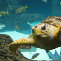 Discovering the Wonders of Marine Life in Pinellas County, Florida