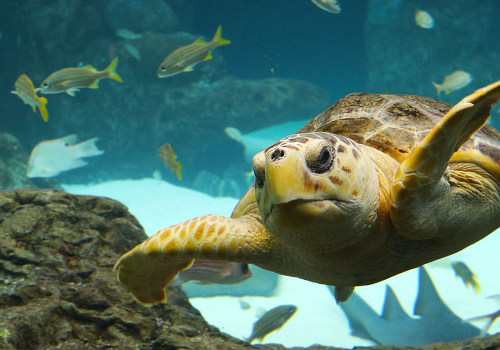 Discovering the Wonders of Marine Life in Pinellas County, Florida